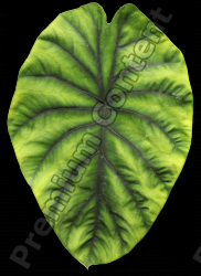 Plants Decals